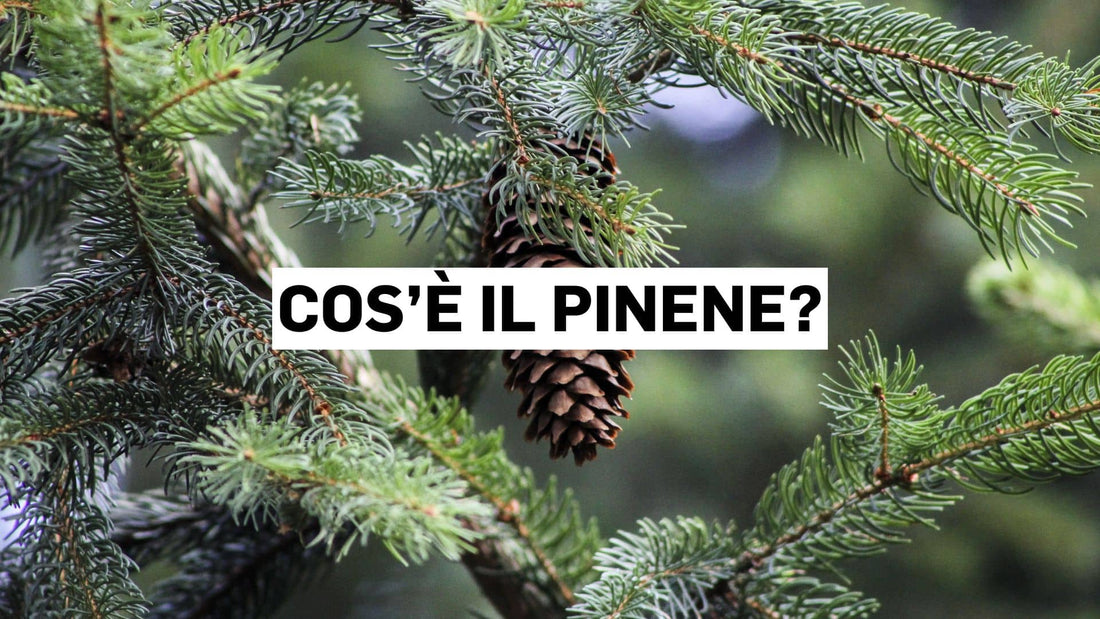 Cos’è il pinene?