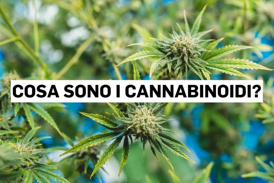 Cosa sono i cannabinoidi?