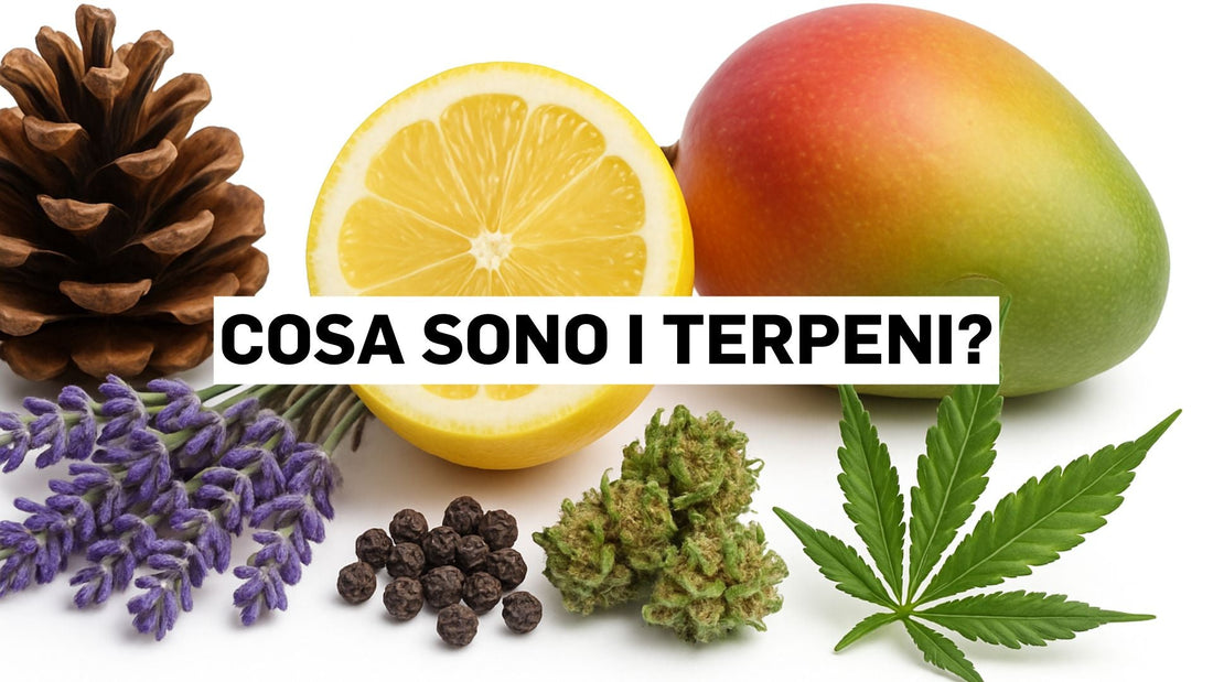 Cosa sono i terpeni?