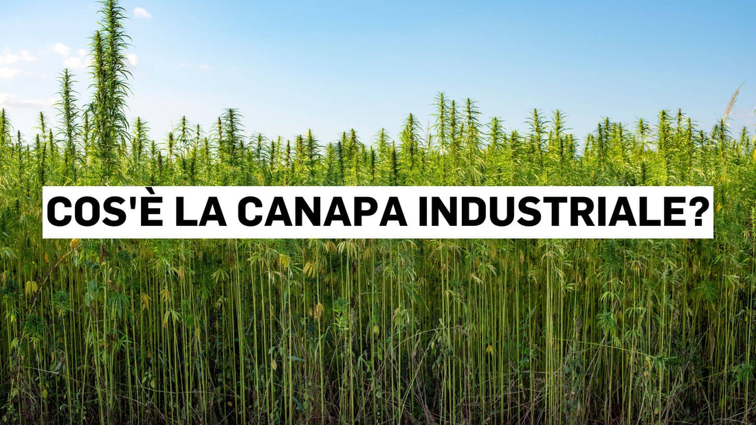 Cos'è la canapa industriale?
