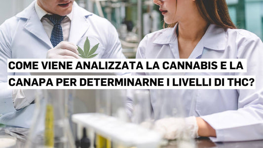 Come viene analizzata la cannabis e la canapa per determinarne i livelli di THC?