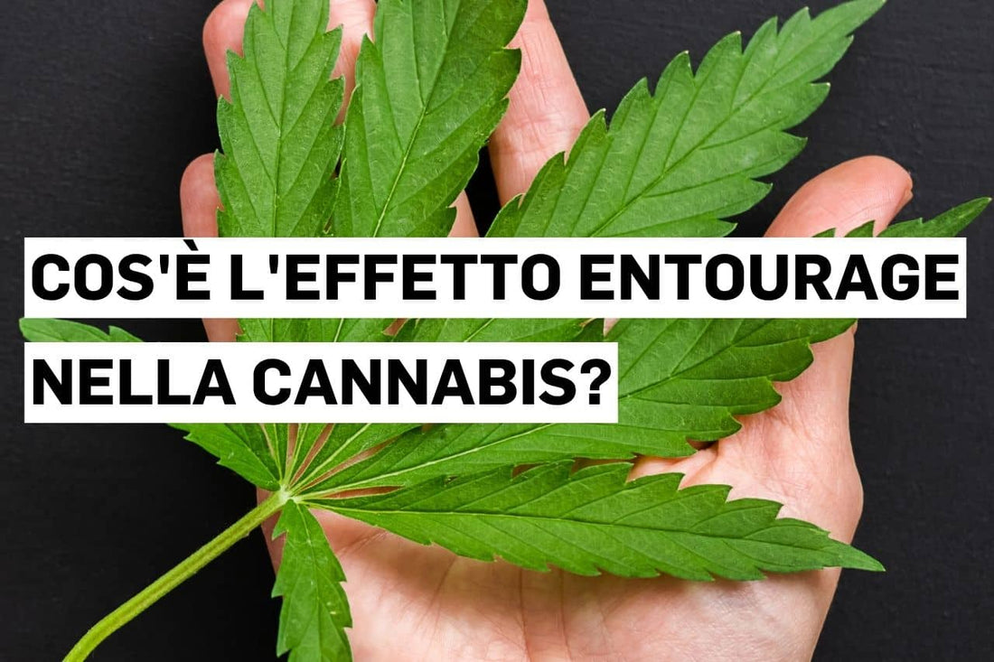 Cos'è l'effetto entourage nella cannabis?