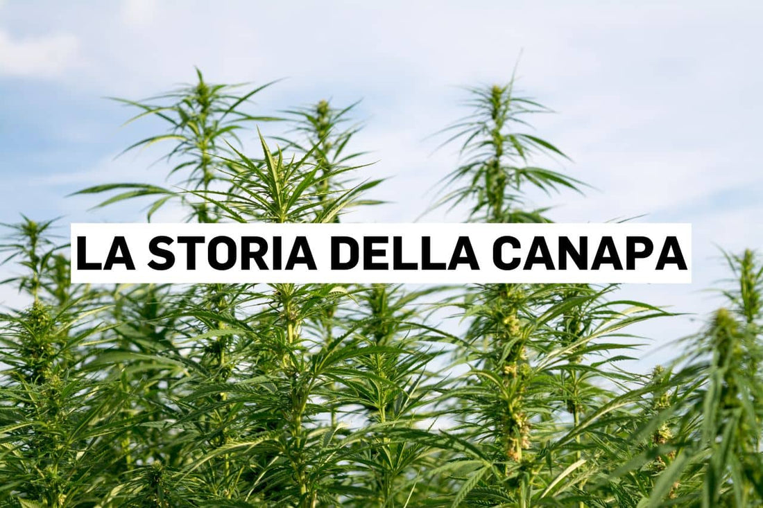 La storia della canapa